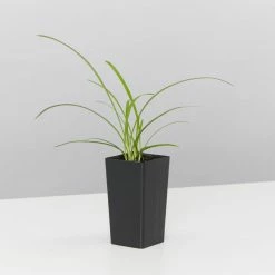 Plants In A Box Agapanthus Orientalis Silver Baby