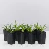 Shrubs Border Plants Agapanthus Africanus Snowball Plant Pack
