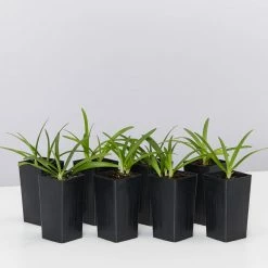 Shrubs Border Plants Agapanthus Africanus Snowball Plant Pack