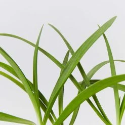 Shrubs Border Plants Agapanthus Africanus Snowball Plant Pack