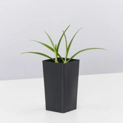 Shrubs Border Plants Agapanthus Africanus Snowball Plant Pack