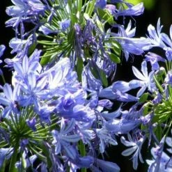 Shrubs Agapanthus Queen Anne