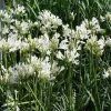 Shrubs Border Plants Agapanthus Praecox Snowflake