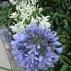 Shrubs Agapanthus Orientalis Blue