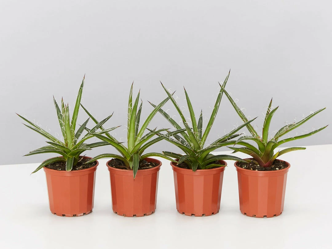 Succulents Agave Filifera X Isthmensis Full Sun 3 Succulents Agave Filifera X Isthmensis Full Sun