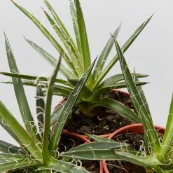 Succulents Agave Filifera X Isthmensis Full Sun 8 Succulents Agave Filifera X Isthmensis Full Sun