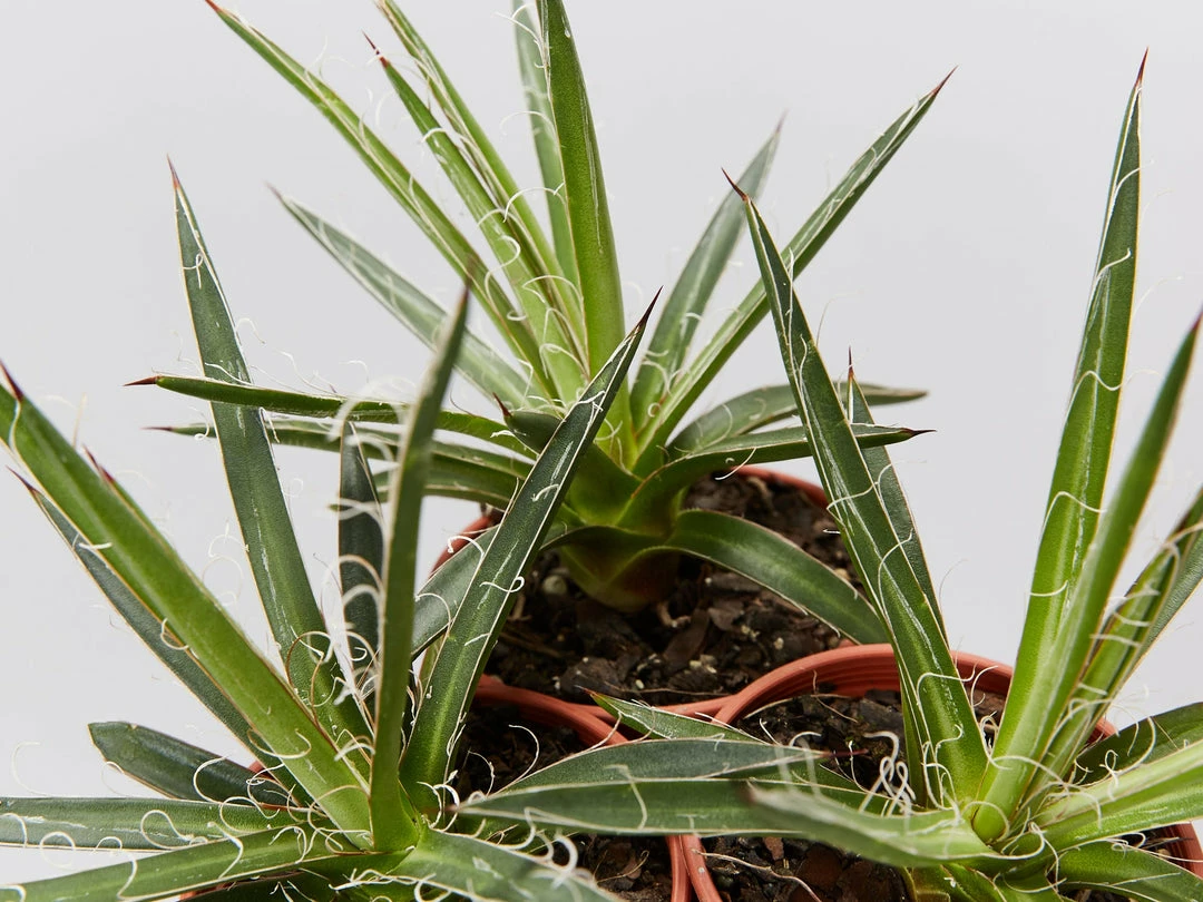 Succulents Agave Filifera X Isthmensis Full Sun 5 Succulents Agave Filifera X Isthmensis Full Sun