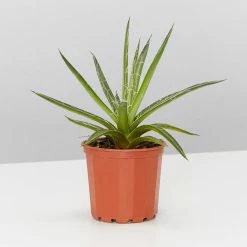 Succulents Agave Filifera X Isthmensis Full Sun