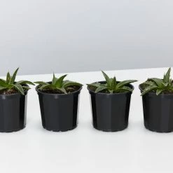 Succulents Agave Victoriae-Reginae Full Sun