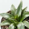 Succulents Agave Victoriae-Reginae Full Sun 2 Succulents Agave Victoriae-Reginae Full Sun