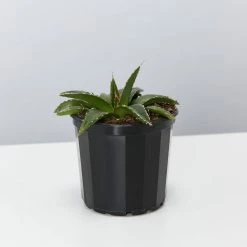 Succulents Agave Victoriae-Reginae Full Sun