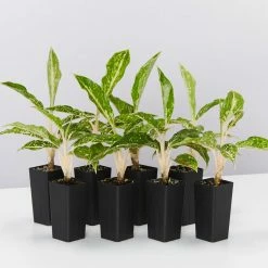 Indoor Garden Border Plants Aglaonema Night Sparkle