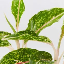 Indoor Garden Border Plants Aglaonema Night Sparkle