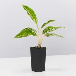 Indoor Garden Border Plants Aglaonema Night Sparkle