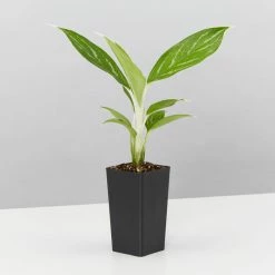 Indoor Garden Aglaonema Mixed Box - The Chinese Evergreen Box