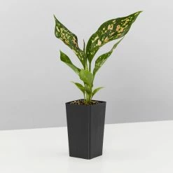Indoor Garden Aglaonema Mixed Box - The Chinese Evergreen Box