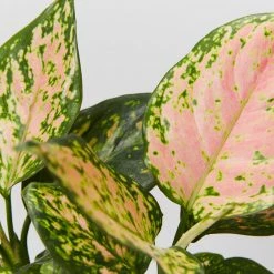 Indoor Garden Aglaonema Commutatum Favonian Easy Care Plants
