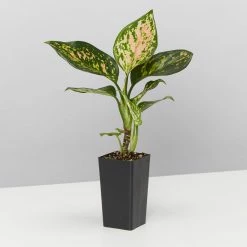 Indoor Garden Aglaonema Commutatum Favonian Easy Care Plants