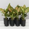 Indoor Garden Aglaonema Commutatum Wishes