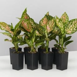 Indoor Garden Aglaonema Commutatum Wishes