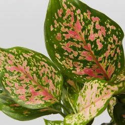 Indoor Garden Aglaonema Commutatum Wishes