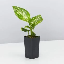 Indoor Garden The Plant Killers Houseplant Pack Easy Care Plants