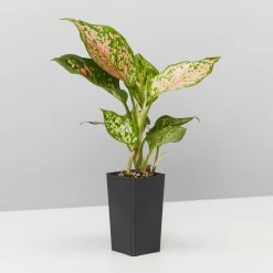 Indoor Garden Aglaonema Mixed Box - The Chinese Evergreen Box