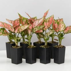 Indoor Garden Easy Care Plants Aglaonema Commutatum "Lady Valentine" Houseplant Pack