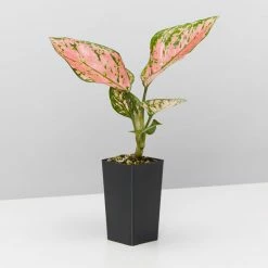 Indoor Garden Easy Care Plants Aglaonema Commutatum "Lady Valentine" Houseplant Pack