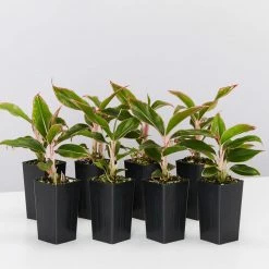 Indoor Garden Aglaonema Siam Aurora