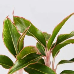 Indoor Garden Aglaonema Siam Aurora