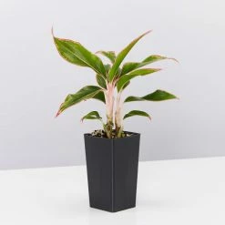 Indoor Garden Aglaonema Siam Aurora