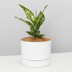 Pot + Plant Gift Box Aglaonema Thai Snowflake - Pot + Plant + Soil