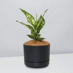 Pot + Plant Gift Box Aglaonema Thai Snowflake - Pot + Plant + Soil