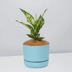 Pot + Plant Gift Box Aglaonema Thai Snowflake - Pot + Plant + Soil