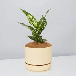 Pot + Plant Gift Box Aglaonema Thai Snowflake - Pot + Plant + Soil