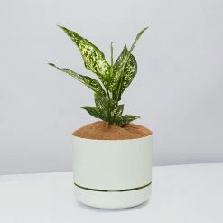 Pot + Plant Gift Box Aglaonema Thai Snowflake - Pot + Plant + Soil