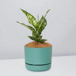 Pot + Plant Gift Box Aglaonema Thai Snowflake - Pot + Plant + Soil