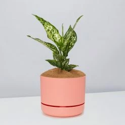 Pot + Plant Gift Box Aglaonema Thai Snowflake - Pot + Plant + Soil