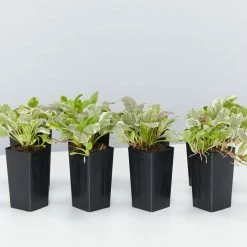 Shrubs Ajuga Reptans Burgundy Lace Full Sun