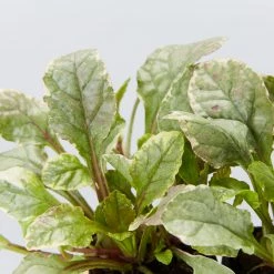 Shrubs Ajuga Reptans Burgundy Lace Full Sun 9 Shrubs Ajuga Reptans Burgundy Lace Full Sun
