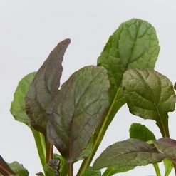 Shrubs Ajuga Reptans Purpurea Matt Forming Ground Cover Pack Border Plants