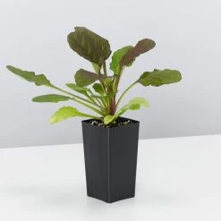 Shrubs Ajuga Reptans Purpurea Matt Forming Ground Cover Pack Border Plants