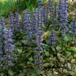 Shrubs Ajuga Reptans
