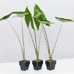 Indoor Garden Alocasia Zebrina Alocasias