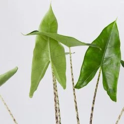 Indoor Garden Alocasia Zebrina Alocasias