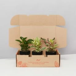 Indoor Garden All About Peperomia Pack - Larger Plants Pet-friendly Indoor Plants
