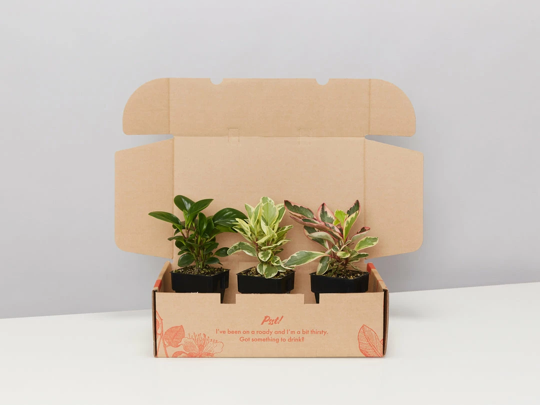 Indoor Garden All About Peperomia Pack - Larger Plants Pet-friendly Indoor Plants 3 Indoor Garden All About Peperomia Pack - Larger Plants Pet-friendly Indoor Plants