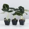 Indoor Garden Alocasia Reginula 'Black Velvet' - 85mm