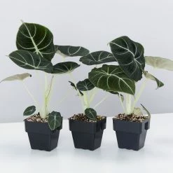 Indoor Garden Alocasia Reginula 'Black Velvet' - 85mm